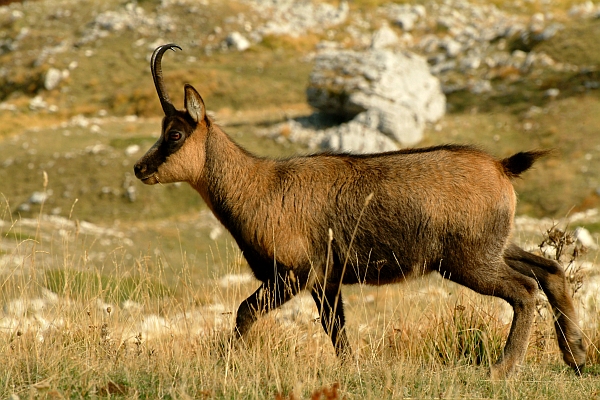 Camoscio d''Abruzzo Rupicapra pyrenaica ornata